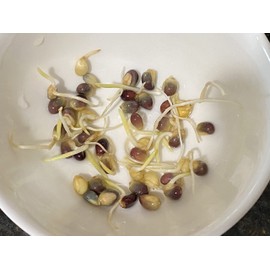 100 Glass Gem Corn Seeds Non-GMO Popcorn Delicious Jewel-Toned Glass-Like Kernels Grown in USA Rare Ornamental and Edible HARLEY SEEDS