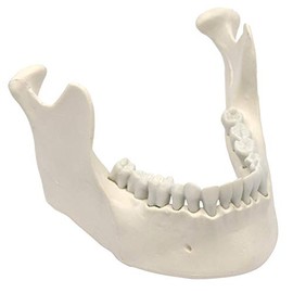 Mandible & Lower Jaw Model with 16 Teeth - Anatomically Accurate Human Bone Replica - Natural Size, Natural Color - Eisco Labs