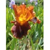 Flowers 2) Iris Rhizome Bulb /Reblooming /Tall Heirloom