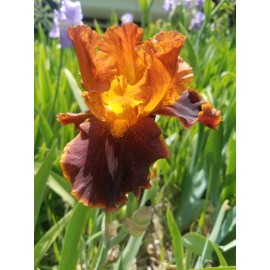 Flowers 2) Iris Rhizome  Bulb /Reblooming /Tall Heirloom