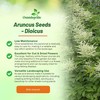 Outsidepride Dioicus Aruncus Flower Seeds - 50 Pcs Perennial Hardy,