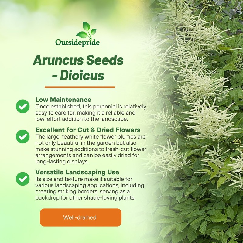 Outsidepride Dioicus Aruncus Flower Seeds - 50 Pcs Perennial Hardy,