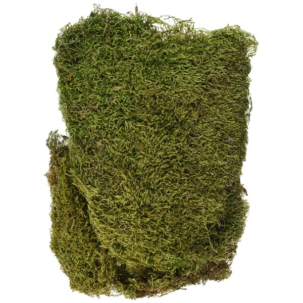 RAYHER 8508300 Dried Moss Bag 100 g, Moss Green/Brown, 29 x 23 x 5 cm