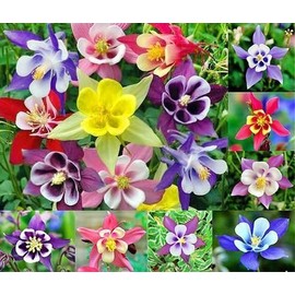 200+ Columbine McKana Giants Flower Seeds, Perennial, Aquilegia caerulea, Colorful, Attracts Bees and Hummingbirds! from USA