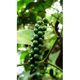Black Pepper Pure Essential Oil - 1/2 oz
