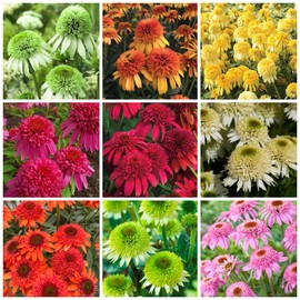 300+ Mix Double Echinacea Seeds - Double Coneflower Seeds Echinacea Flower Perennial Bloom Flowers Rare Plant
