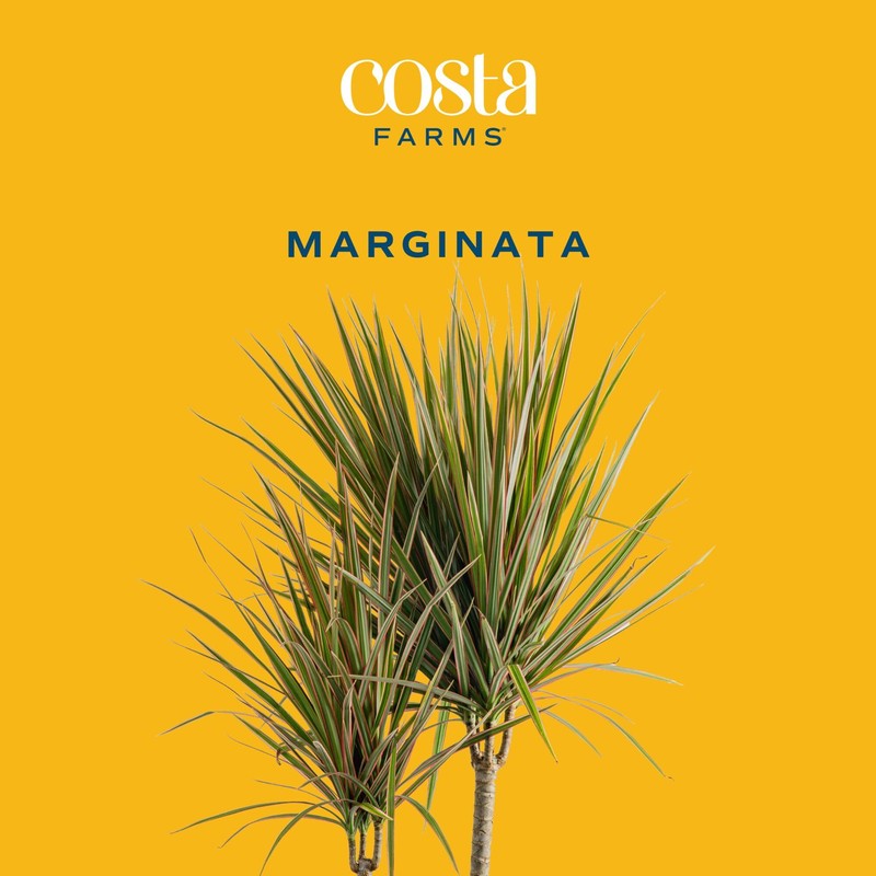 Costa Farms Dracaena Marginata Magenta Madagascar Dragon Tree Live Indoor
