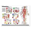 Blue Tree Publishing Vitamins and Anatomy Chart