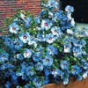 Flower Seeds 100 + Seeds Double Color Hibiscus Seeds Hardy