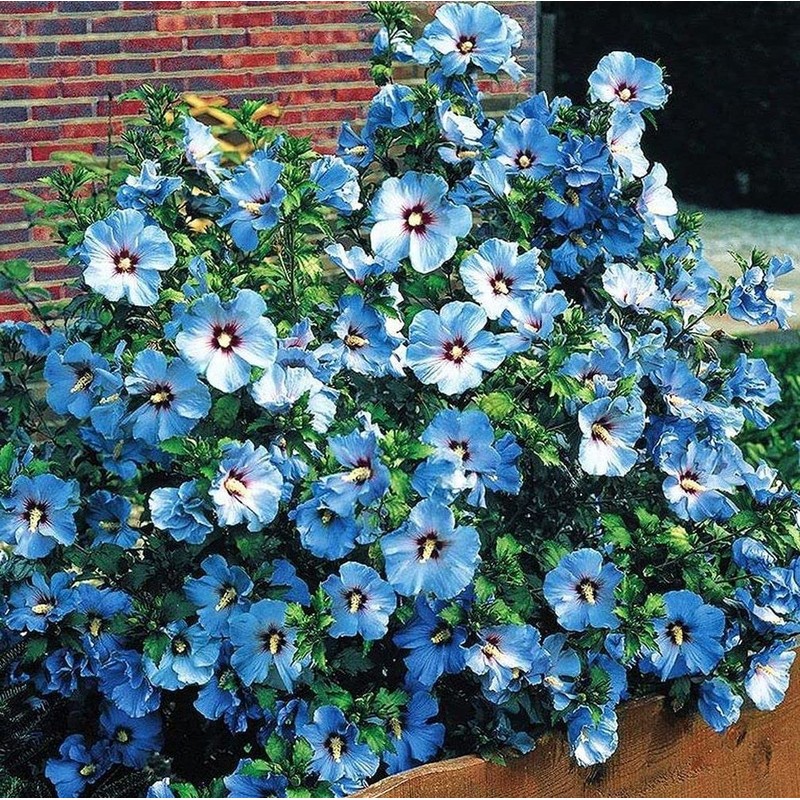 Flower Seeds 100 + Seeds Double Color Hibiscus Seeds Hardy