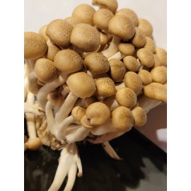ShowMe Buna Shimeji, Brown Beech Mushroom, Hypsizygus tessellatus, Liquid Culture 10+ml