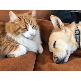 I LOVE MY PETS LLC Hip and Joint cat - PET Hip and Joint Support - Dogs and Cats - Healthy Formula - cat Joint Support - 360 Treats (3 Bottles)