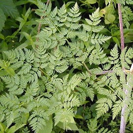Palm Beach Medicinal Herbs - Poison Hemlock (Conium maculatum) - Packet of 30 Seeds