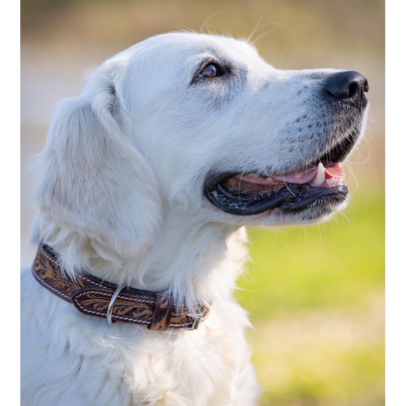 Unique Leather Dog Collar with Hand-Carved Stamping Patterns / Ornaments