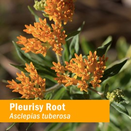 Herb Pharm Certified Organic Pleurisy Root Liquid Extract for Respiratory System Support 1 Fl Oz