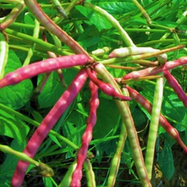 TomorrowSeeds - Mississippi Purple Hull Cowpea Seeds - 150+ Count - for 2025 Planting Brown Crowder Cowpeas Southern Heirloom USA Vegetable Pink Red Field Pea Bean Grow Your Own Home Farm Patio