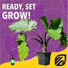Elephant Ear Fuel Plant Fertilizer - Wellspring Gardens - Plant