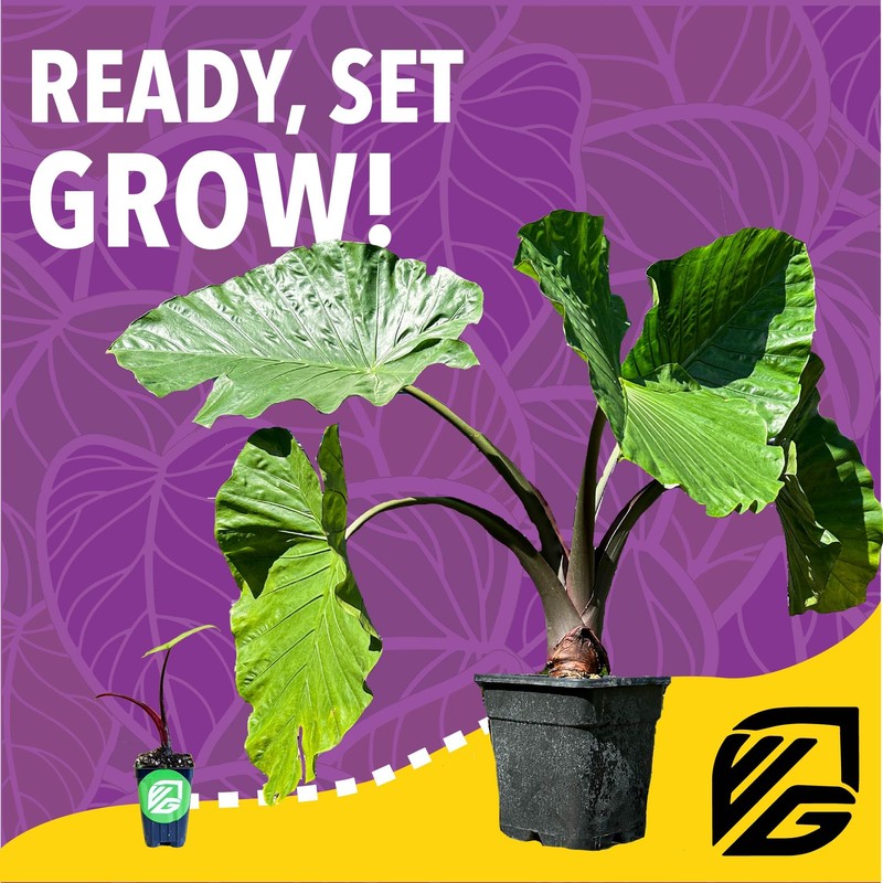 Elephant Ear Fuel Plant Fertilizer - Wellspring Gardens - Plant