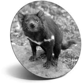 Destination Vinyl ltd Magnet for Refrigerator, Fridge BW - Cute Tasmanian Devil Animal for Office, Cabinet and Whiteboard, Magnetic Stickers, 38147