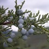 MySeeds.Co Brand - Juniperus scopulorum (Rocky Mountain Juniper) Tree Seed