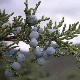 MySeeds.Co Brand - Juniperus scopulorum (Rocky Mountain Juniper) Tree Seed by MySeeds.Co, You Choose The Quantity (1/4 oz (250 Seed))
