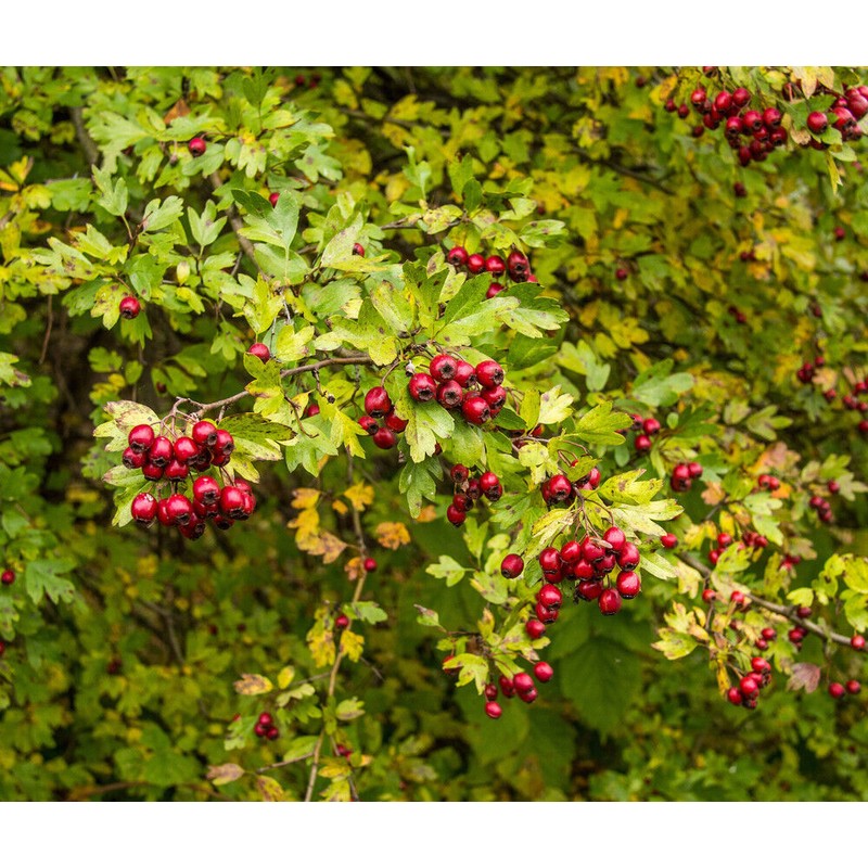 Pure Herbs: HT Combination Capsules - 100 ct - 600mg