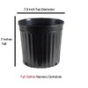 Pink Ruffle Azalea - Live Plant - Full Gallon Pot