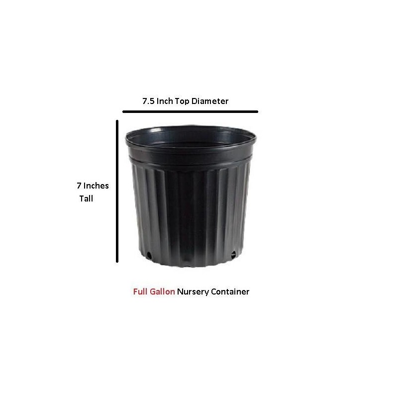 Pink Ruffle Azalea - Live Plant - Full Gallon Pot