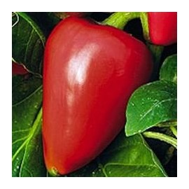 HeirloomSupplySuccess 20 Heirloom Pimiento Pimento Pepper Seeds