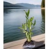 Lucky Bamboo Plants 100 LUCKY BAMBOO PLANTS 4" Free 5