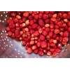 Alpine Bowlenzauber Red Alpine Strawberry Fraise des Bois Premium Seed Packet