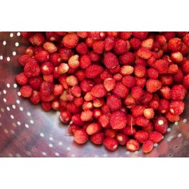 Alpine Bowlenzauber Red Alpine Strawberry Fraise des Bois Premium Seed Packet