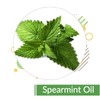 Crysalis Spearmint (Mentha Spicata) Oil |100% Pure & Natural Undiluted