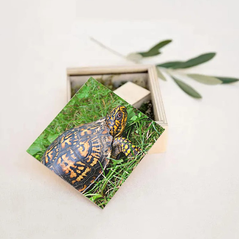Fabulous Wooden Box - Turtle of Earth Black and Yellow