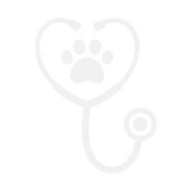 Stethoscope with Paw Print 12 inch White Indoor Outdoor Vinyl Decal