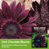 Chocolate Cherry Sunflower Seeds - Size: 5 Packets