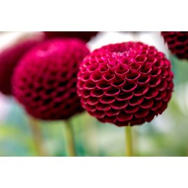 Dahlia Pompon Colorful Mix Garden Flower Seeds for Planting 30 Seeds