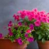 Sappania seedlings Calibrachoa Million Bell spring flowers 4 / 사파니아 모종 칼리브라코아 밀리언벨 봄 꽃 4개