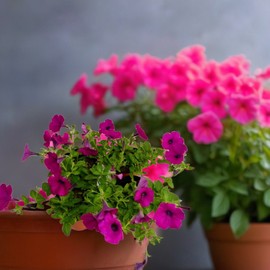Sappania seedlings Calibrachoa Million Bell spring flowers 4 / 사파니아 모종 칼리브라코아 밀리언벨 봄 꽃 4개