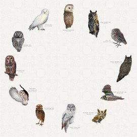 CafePress Owls of North America 10" Wall Clock for Livingroom, Kitchen, or Office