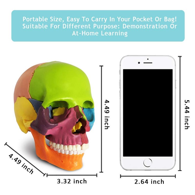 New Anatomy Skull Model 15 Parts Human Anatomy Exploded Skull