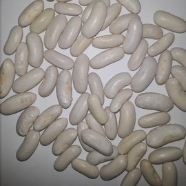PAPAW'S GARDEN SUPPLY LLC. Helping The Next Generation Grow! Blue Lake Heirloom Bush Bean Seeds, Non-GMO, 1 Pack of 200 Vegetable Seeds