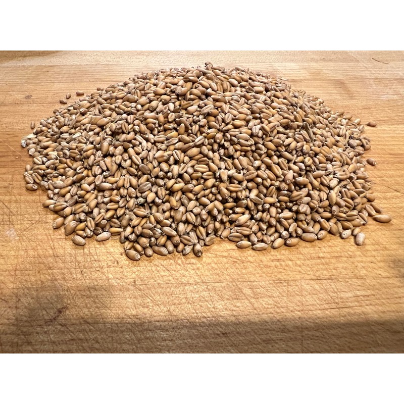 Non GMO Wheatgrass Seed for Sprouting or Cat Grass USA