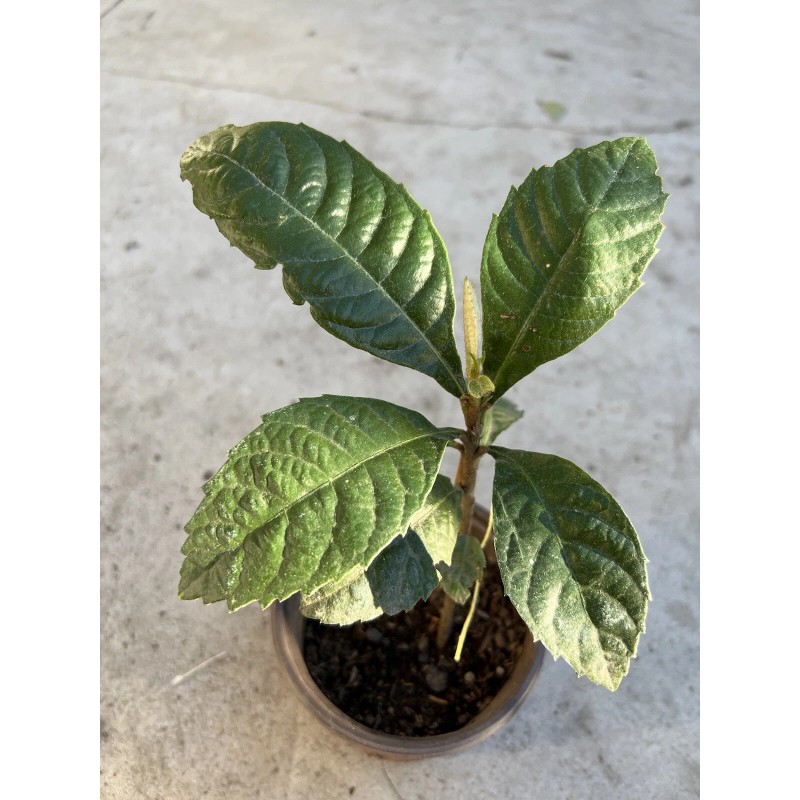 Loquat Fruit Tree Seedling With Pot 8” Sweet Ready To