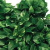 Jobe's Plant Food Fertilizer Spikes, Easy Plant Care for All