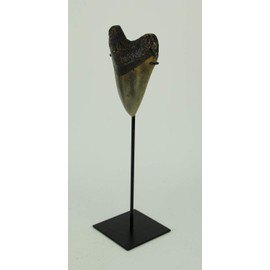 Mounted Giant 6 Inch Megalodon Shark Tooth Fossil Replica Sculpture