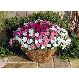 KIRA SEEDS - Seeds Busy Lizzie Mix Balsam - Impatiens walleriana - Perennial Flowers for Planting - GMO Free