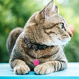 5 Moldes de Resina de Silicona con 10 Llaveros, Moldes para Etiquetas de Perro para Resina Epoxi Forma de Hueso de Perro Molde, para Resina Llavero de Etiqueta de Gato para Hacer Manualidades (Blue)