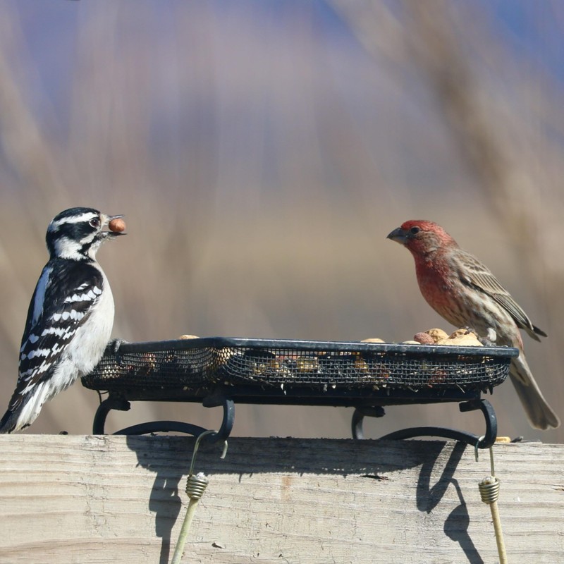 Backyard Essentials Wildlife and Bird Feeder, Deck and Ground Tray