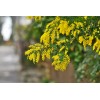 Fresh Acacia Golden Wattle Tree Seed fresh 30 seeds for